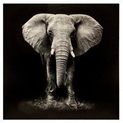Toile élephant 100 x 100 cm Atmosphera