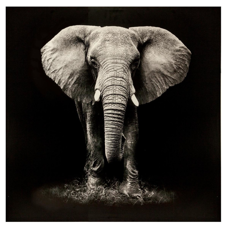 Toile élephant 100 x 100 cm Atmosphera